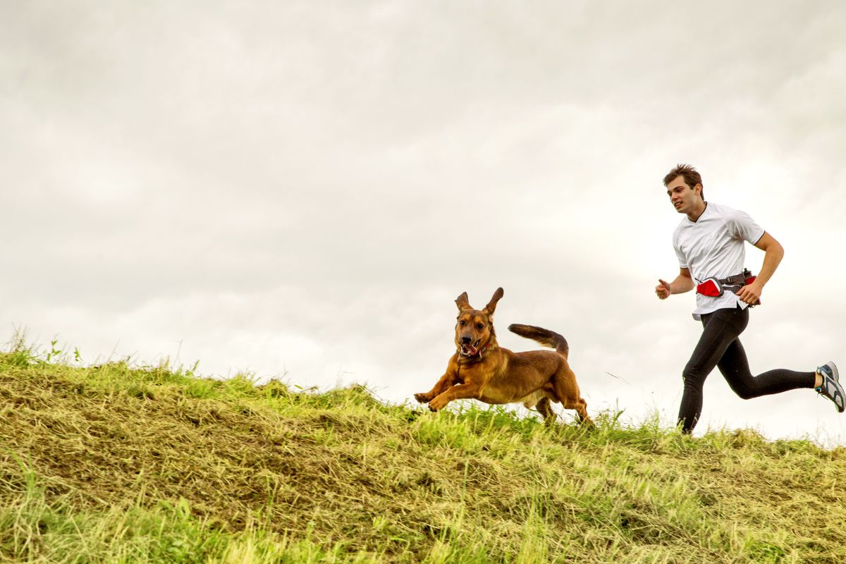  Can Dogs Run Faster Than Humans Running With Your Furry Friend 